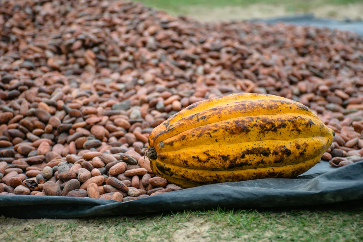 Commodities en fase de ajuste: Oro sobre USD 5.000, energía firme y cacao bajo presión
