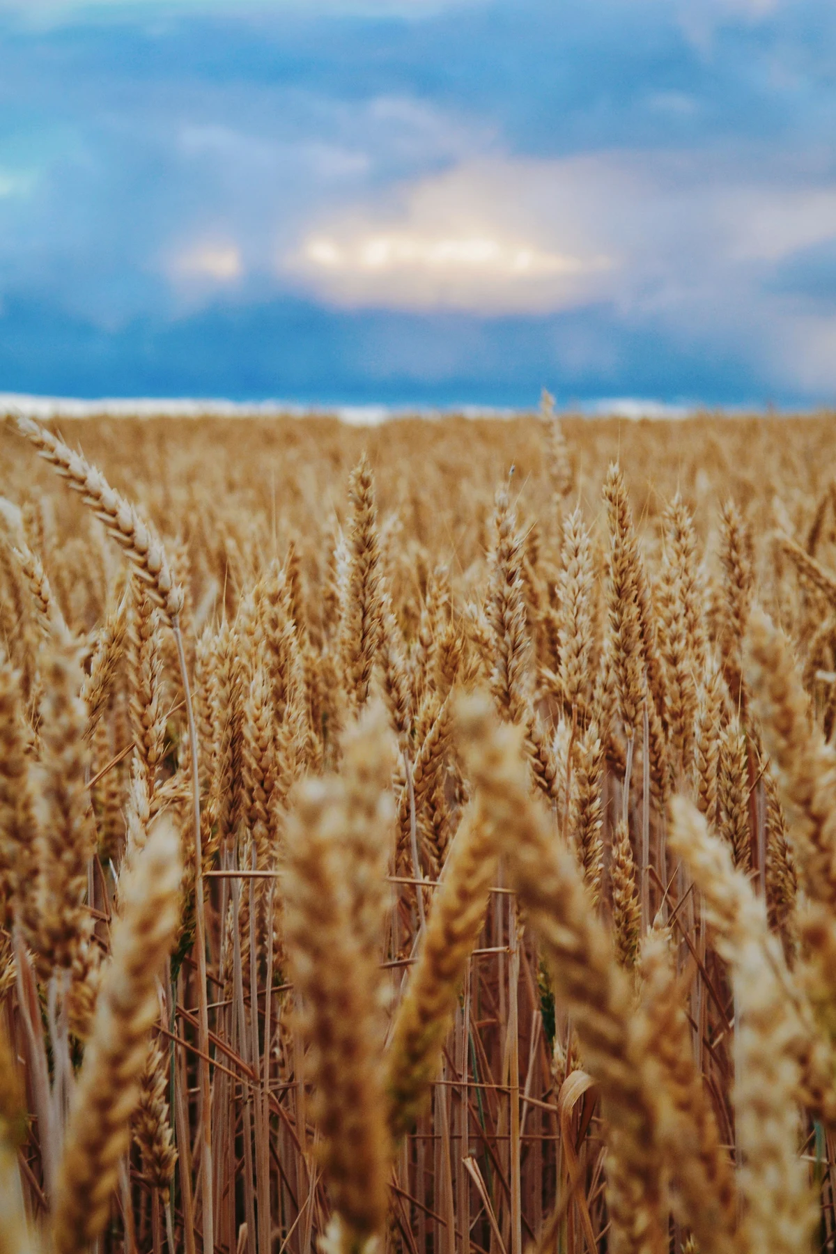 Corrección en energía, fortaleza en metales y disparidad en agrícolas
