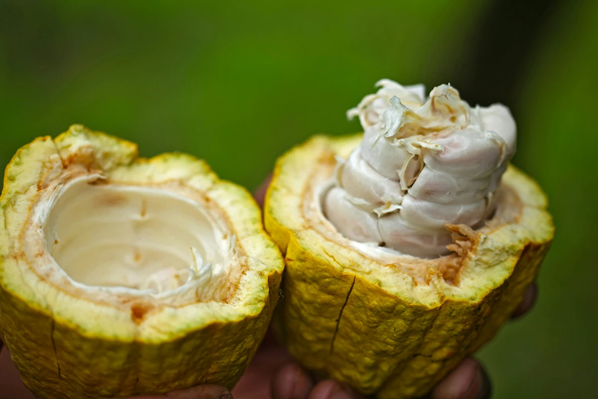 El cacao vuelve a dispararse: clima, oferta y cobertura de cortos reactivan la presión alcista